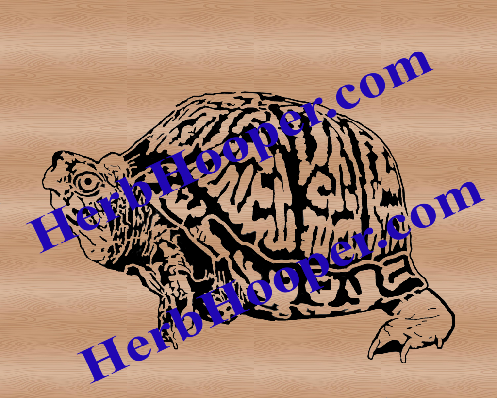 Box Turtle Pattern - Herb's Scrolling Station